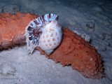 Atlantic Partridge Tun Attacking a Sea Cucumber, Video