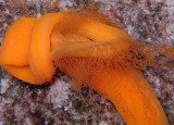 Spawning Ribbon Worm