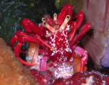 Mating Crabs