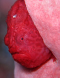 Red Frogfish