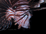 Lionfish 