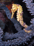 Yellow Seahorse