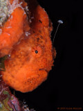 Luring Frogfish