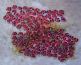 Clingfish Eggs