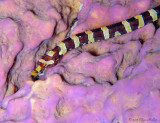 Harlequin Pipefish