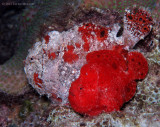 Frogfish Pair