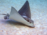 Eagle Ray