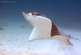 Eagle Ray