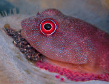 Clingfish with Eggs