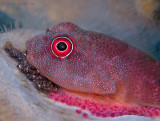 Clingfish with Eggs