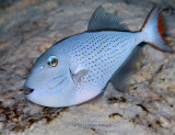 Sargassum Triggerfish