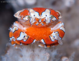 Gaudy Clown Crab with Eggs