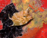 Juvenile Cowfish