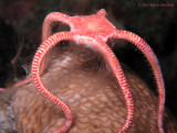 Male Brittle Star 