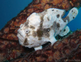 White Frogfish