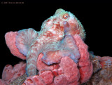 Octopus briareus