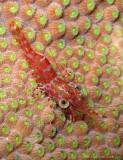 Red Night Shrimp