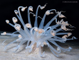 Tube Dwelling Anemone