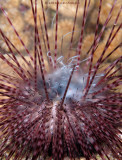 Sea Urchin Spawning