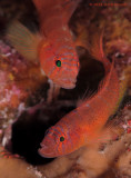 Rusty Gobies