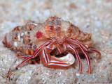 Candy Striped Hermit Crab, Pylopaguropsis mollymullerae 