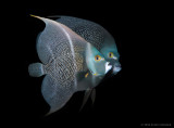 French Angelfish Pair