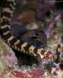 Pipefish & Moray