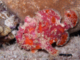 Multicolored Frogfish