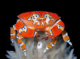 Gaudy Clown Crab