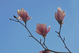 Magnolia