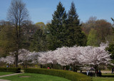 Sakura from High Park