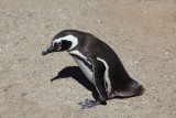 8378 Magellan Penguin.JPG