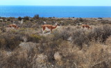 Punta Tombo, Puerto Madryn, Argentina