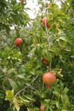 IMG_3649.JPG