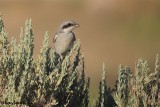 Loggerhead shrike<br>(immature)