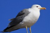 California gull