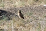 Burrowing owl