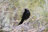 Common grackle