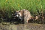 Raccoon<br>and immature