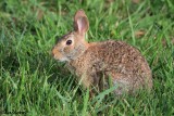 Eastern Cottontail