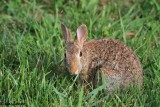 Eastern Cottontail