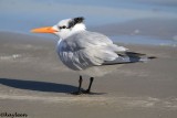 Royal tern