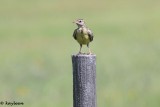 Eastern meadowlark<br> (Juvenile)
