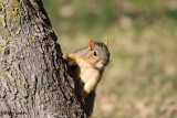 Squirrel