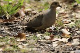 Mourning dove