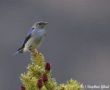 Mountain Bluebird