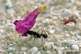 Ant carrying penstemen blossom to nest