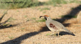 Gambels Quail