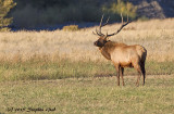 Bull Elk 6x6