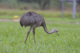 Greater Rhea-8197.jpg